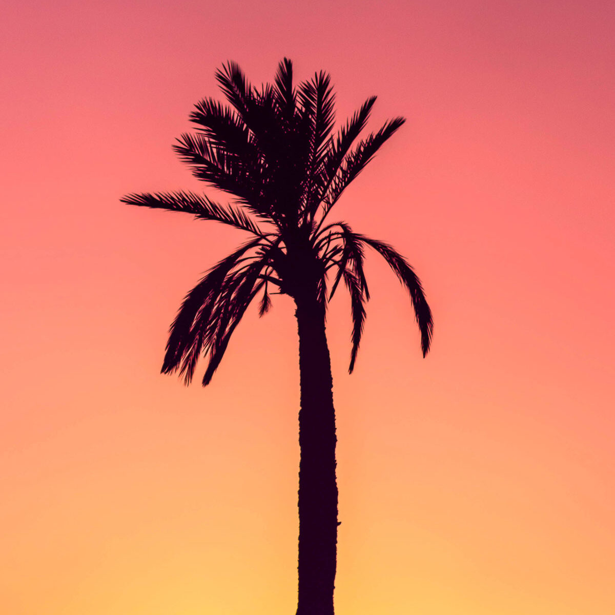 Palm tree silhouette